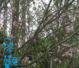 Flower in the mountains to take pictures sticker #14012139