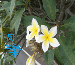 Flower in the mountains to take pictures sticker #14012140