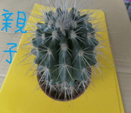 Flower in the mountains to take pictures sticker #14012141