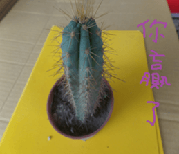 Savory cactus sticker #14012606