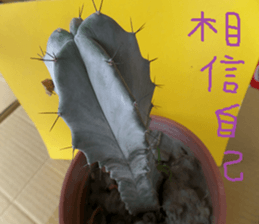 Savory cactus sticker #14012607