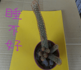 Savory cactus sticker #14012608