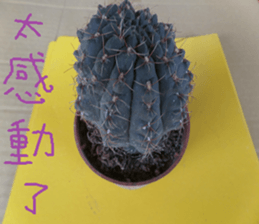 Savory cactus sticker #14012609