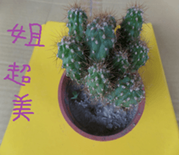 Savory cactus sticker #14012610