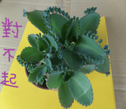 Savory cactus sticker #14012611