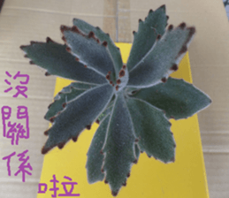 Savory cactus sticker #14012612