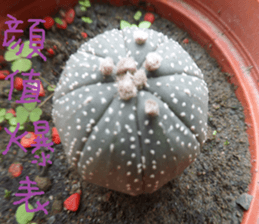 Savory cactus sticker #14012613