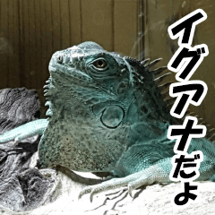 Feeling of an iguana "Sophie"