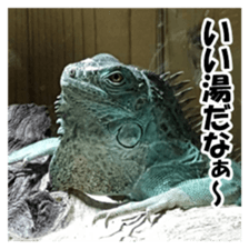 Feeling of an iguana "Sophie" sticker #14013046