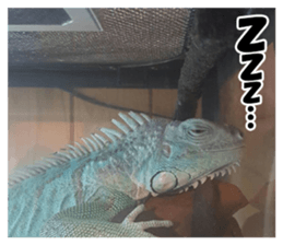 Feeling of an iguana "Sophie" sticker #14013047
