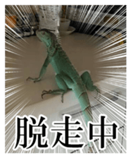 Feeling of an iguana "Sophie" sticker #14013049