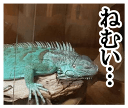 Feeling of an iguana "Sophie" sticker #14013050