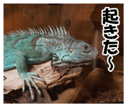 Feeling of an iguana "Sophie" sticker #14013051