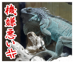 Feeling of an iguana "Sophie" sticker #14013052