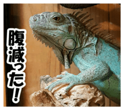 Feeling of an iguana "Sophie" sticker #14013053