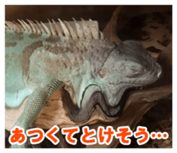 Feeling of an iguana "Sophie" sticker #14013054