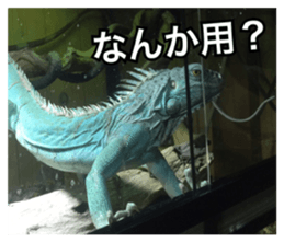 Feeling of an iguana "Sophie" sticker #14013055