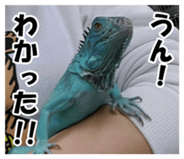 Feeling of an iguana "Sophie" sticker #14013057