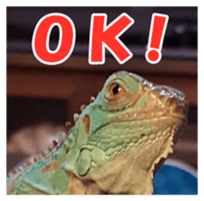 Feeling of an iguana "Sophie" sticker #14013059