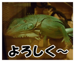 Feeling of an iguana "Sophie" sticker #14013061
