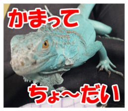 Feeling of an iguana "Sophie" sticker #14013063