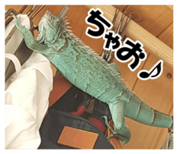 Feeling of an iguana "Sophie" sticker #14013065