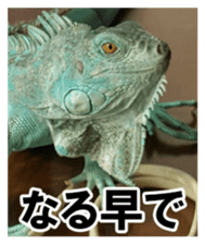 Feeling of an iguana "Sophie" sticker #14013066