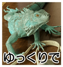 Feeling of an iguana "Sophie" sticker #14013067