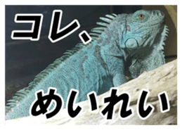Feeling of an iguana "Sophie" sticker #14013068