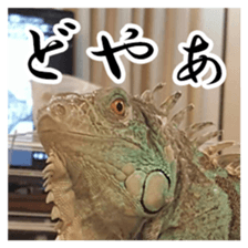 Feeling of an iguana "Sophie" sticker #14013074
