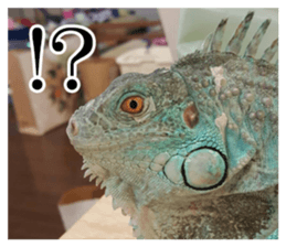 Feeling of an iguana "Sophie" sticker #14013076