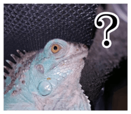 Feeling of an iguana "Sophie" sticker #14013077