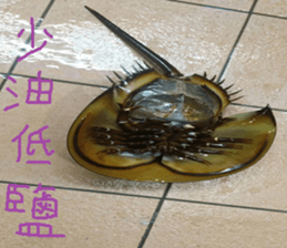 Landscape of the dragon and dragon sticker #14013078