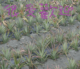 Landscape of the dragon and dragon sticker #14013085