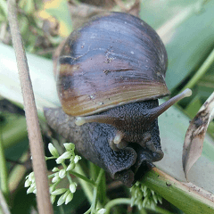 Scenery of the cochlea