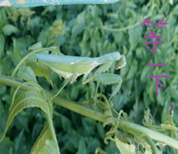 Scenery of the cochlea sticker #14013127