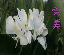 Scenery of the cochlea sticker #14013128