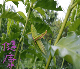 Scenery of the cochlea sticker #14013129