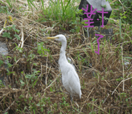 Scenery of the cochlea sticker #14013132