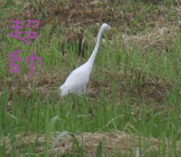 Scenery of the cochlea sticker #14013133