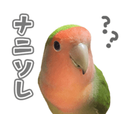 love bird Sticker sticker #14013945