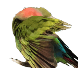 love bird Sticker sticker #14013946