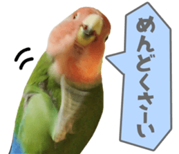 love bird Sticker sticker #14013952