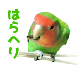 love bird Sticker sticker #14013954