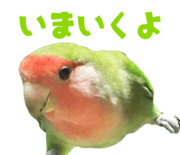 love bird Sticker sticker #14013957