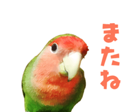 love bird Sticker sticker #14013959