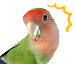 love bird Sticker sticker #14013963