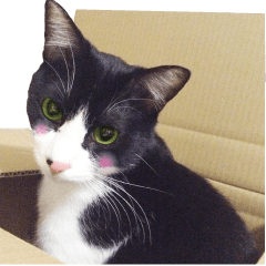 My cat "Mu-chan" Live-action version