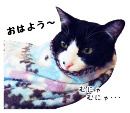 My cat "Mu-chan" Live-action version sticker #14013982