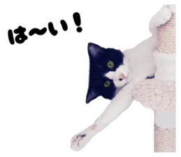 My cat "Mu-chan" Live-action version sticker #14013983